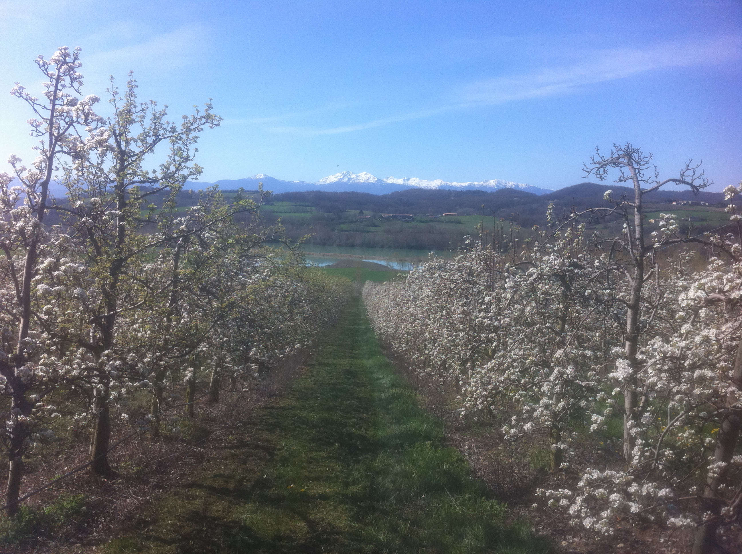 Verger en fleurs avec vue sur les Pyrénées